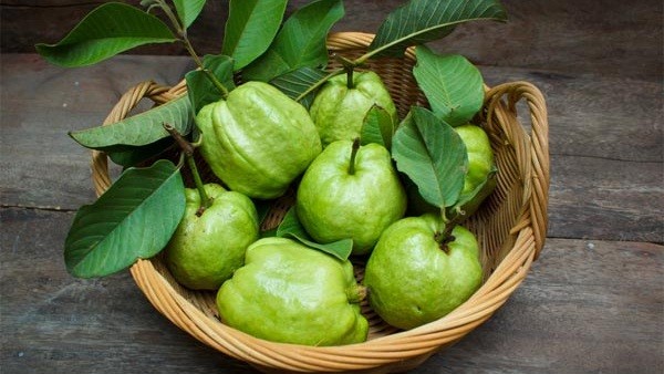 Bất ngờ với những lợi ích của quả ổi