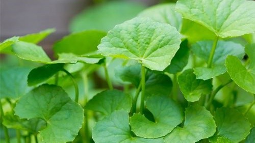 Những cách trị gàu đơn giản, ít tốn kém mà hiệu quả bất ngờ ảnh 8 Lợi ích tuyệt vời của rau má và những lưu ý khi dùng