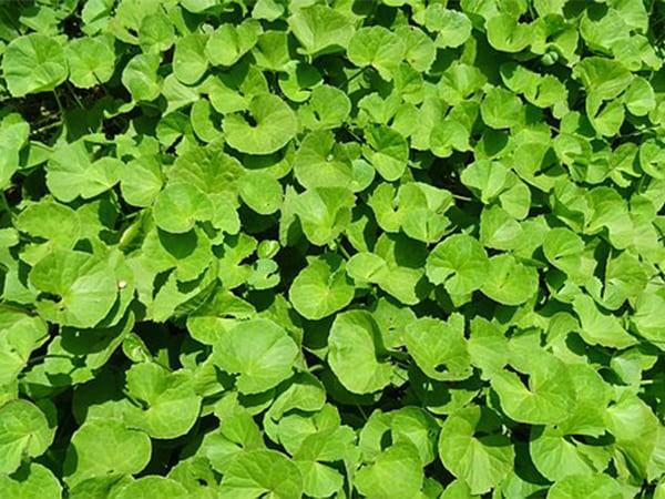 Rau má được dùng để chữa bệnh Alzheimer. Ảnh: Boldsky Rau má được dùng để chữa bệnh Alzheimer. Ảnh: Boldsky