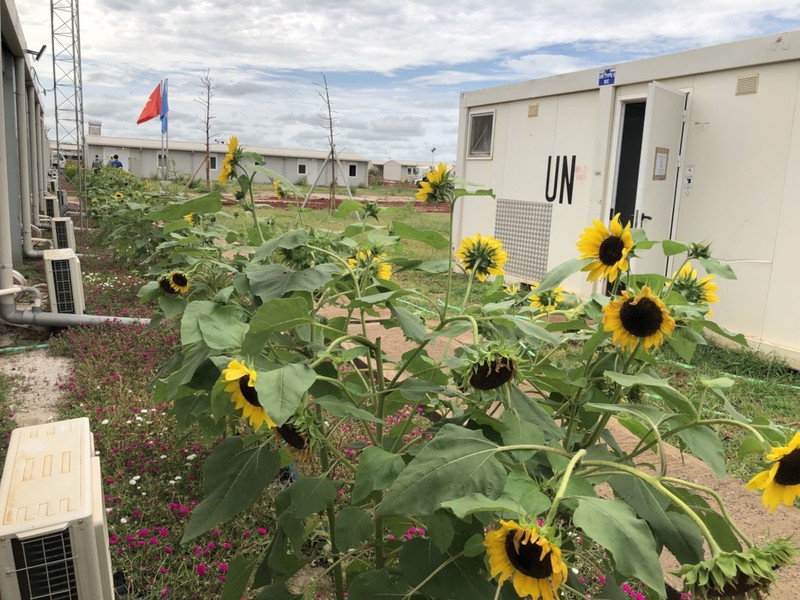 Những bông hoa hướng dương rực rỡ giữa vùng chiến sự cũng chính là niềm hy vọng đất nước Nam Sudan nhanh chóng được hòa bình. Ảnh: Trung tá Bùi Đức Thành Những bông hoa hướng dương rực rỡ giữa vùng chiến sự cũng chính là niềm hy vọng đất nước Nam Sudan nhanh chóng được hòa bình. Ảnh: Trung tá Bùi Đức Thành