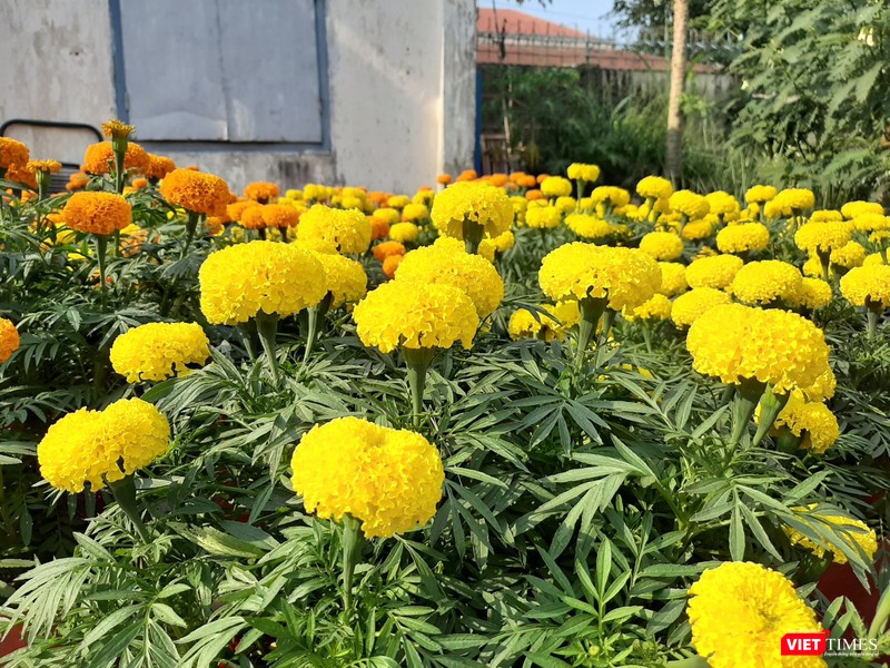 Sau khi bán hết số hoa Vạn Thọ, anh sẽ tiếp tục lấy thêm dừa bán vào những ngày cận Tết. Ảnh: Nguyễn Trăm