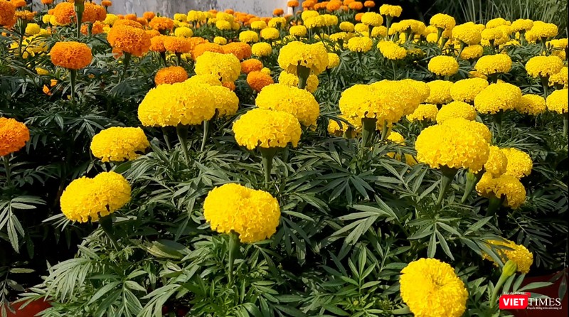 Hoa vạn thọ tươi rói chuẩn bị cho dịp Tết Nguyên đán. Ảnh: Nguyễn Trăm