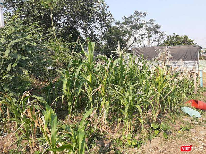 Rẻo đất nhỏ trồng bắp để bán trong dịp Tết Nguyên đán. Ảnh: Nguyễn Trăm