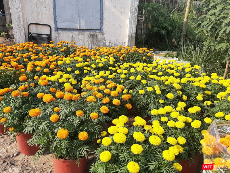 Các chậu hoa vạn thọ còn lại đã được khách hàng đặt mua. AẢ̉nh: Nguyễn Trăm
