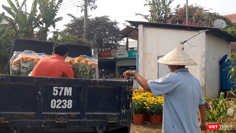 Người đàn ông căn dặn anh tài xế phải ràng buộc dây cẩn thận vì thân hoa vạn thọ yếu, dễ bị gãy khi di chuyển. Ảnh: Nguyễn Trăm