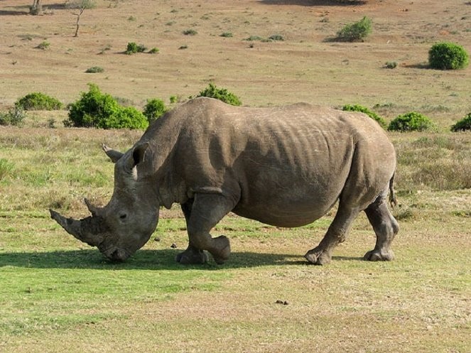 Tê giác là một trong những con vật được săn bắt nhiều nhất vì cho rằng nó là "thần dược". Ảnh: Internet