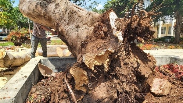 Công nghệ “bắt bệnh”, nhận biết cây sắp đổ ngã