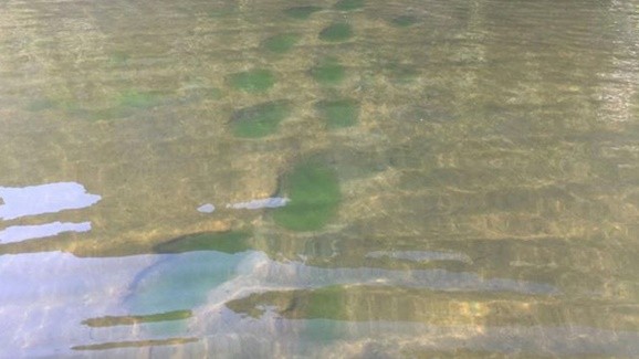 Tảo nở hoa đe dọa sự sống của hệ sinh thái sông, hồ, đại dương