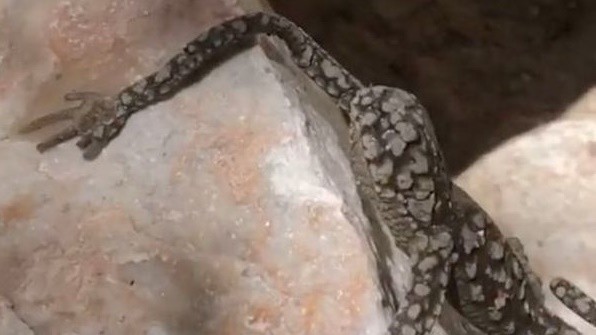 Bí ẩn sinh vật có cánh tay giống con người