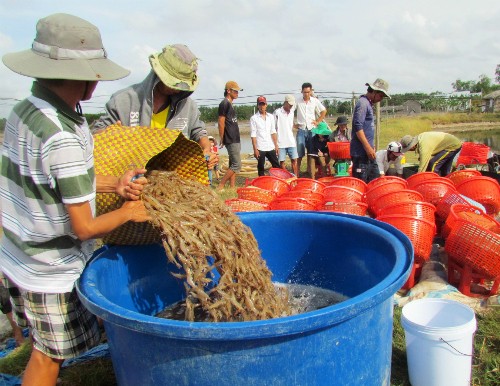 Giá tôm nguyên liệu dự đoán sẽ giám trong thời gian tới.