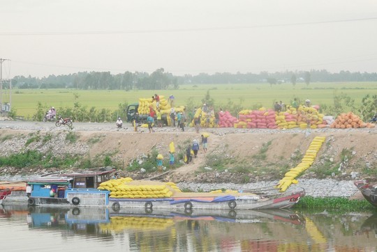 Các doanh nghiệp đang đẩy mạnh thu mua tạm trữ 1 triệu tấn lúa gạo theo chỉ đạo của Chính phủ