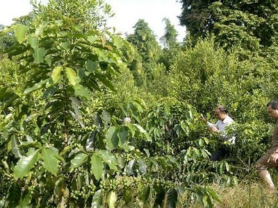 “Chưa đủ căn cứ phê duyệt quy hoạch phát triển mắc ca“