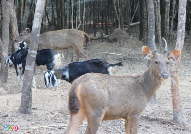 Thú chết ở Vinpearl Safari: Những con số bất thường ảnh 3