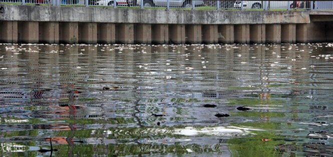 Cá chết nhiều công nhân vớt không xuể - Ảnh: Q.Khải Cá chết nhiều công nhân vớt không xuể - Ảnh: Q.Khải
