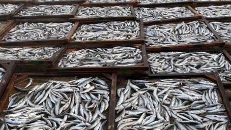 Cá nục được thu mua và phơi sấy tại Quảng Trị. Ảnh:Trung Giang.