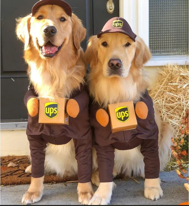 Ảnh: https://www.instagram.com/themgoldenboys/