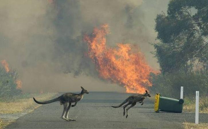 Những chú Kangaroo đáng thương hoảng loạn chạy khỏi đám cháy (Ảnh: Indiatimes)