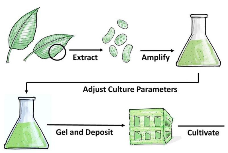 Quy trình để tạo ra gỗ nhân tạo (Ảnh: New Atlas)