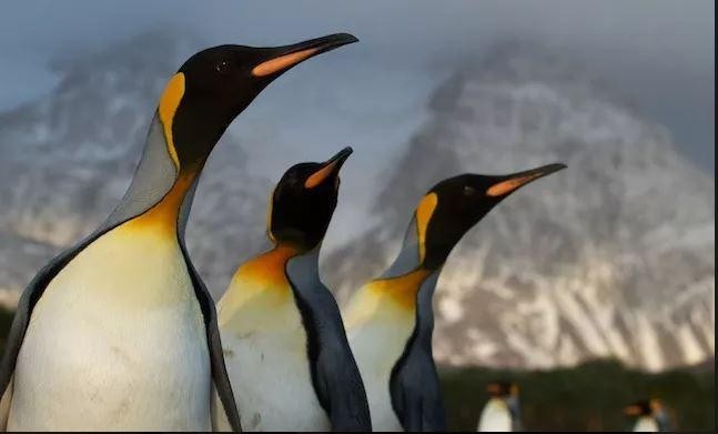 Giống như hầu hết các loài động vật, chim cánh cụt vua có ít sự khác biệt trên khuôn mặt, thay vào đó chúng sử dụng giọng nói để nhận ra nhau (Ảnh: Treehugger)