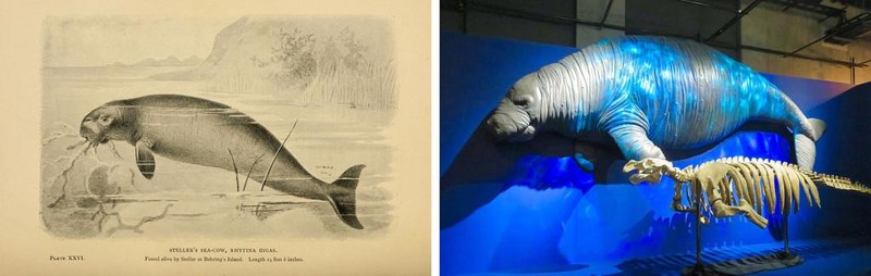 Loài bò biển khổng lồ (Ảnh: Science ABC)