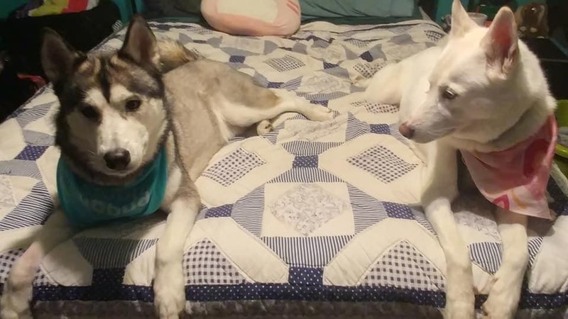 Chó được lựa chọn làm thú cưng trong nhiều gia đình ngày nay (Ảnh: ArsTechnica) Chó được lựa chọn làm thú cưng trong nhiều gia đình ngày nay (Ảnh: ArsTechnica)