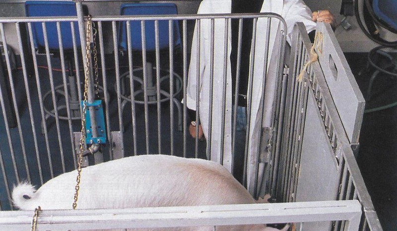 Nghiên cứu được thực hiện trên 4 chú heo khác nhau (Ảnh: Smithsonianmag)