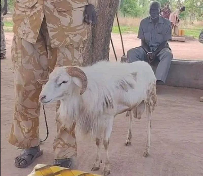 'Hung thủ' cừu đực đã bị bắt sau khi gây án (Ảnh: OC)