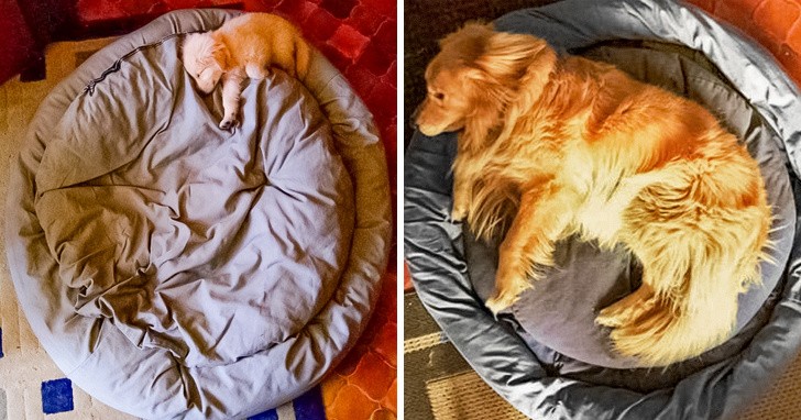 Ảnh: BrightSide Ảnh: BrightSide