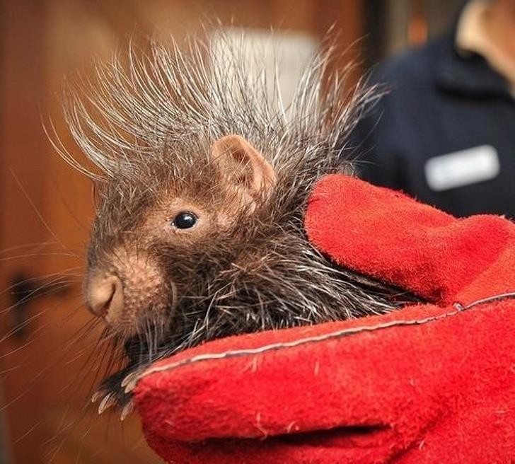 Ảnh: BrightSide Ảnh :BrightSide