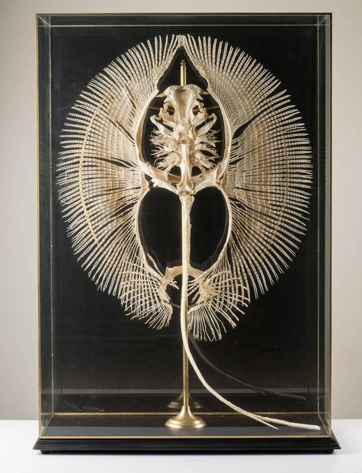 Ảnh: BrightSide Ảnh: BrightSide