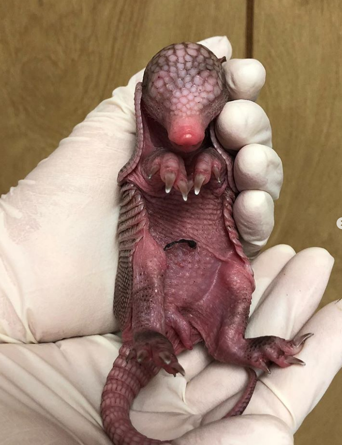 Ảnh: BrightSide Ảnh: BrightSide