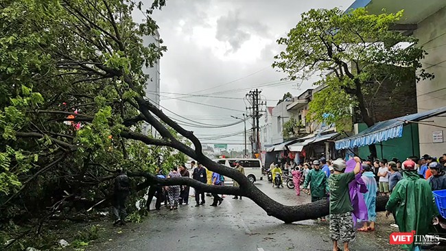 Mặc dù bão số 12 không đổ bộ vào Đà Nẵng, nhưng từ đêm qua đến chiều nay (4/11), trên địa bàn TP Đà Nẵng đã có mưa vừa đến mưa to, kèm theo gió giật cấp 9, trên cấp 9, nước biển dâng cao 3-4m đã làm hư hỏng nhiều công trình, cây xanh.