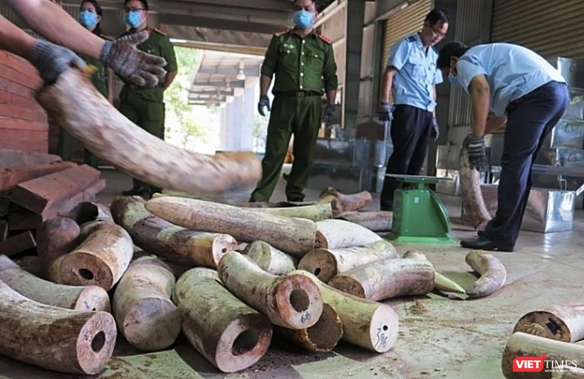 Cơ quan chức năng đâng kiểm kê số lượng lô ngà voi nhập trái phép vào cảng Đà Nẵng