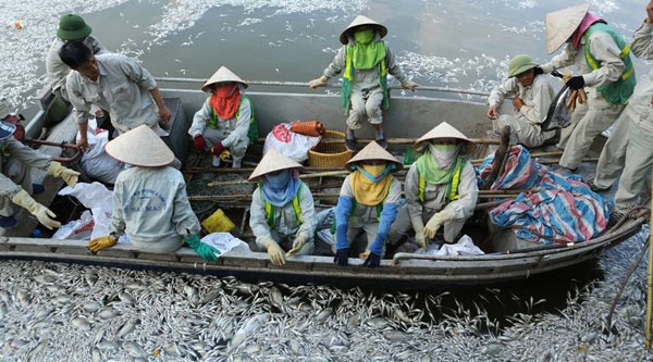 Cơ quan chức năng gom được khoảng 200 tấn cá chết tại Hồ Tây.