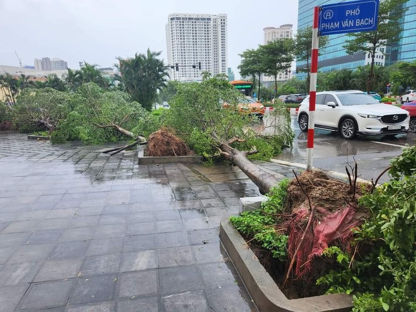 6. Thu hoạch và bảo quản dứa dại