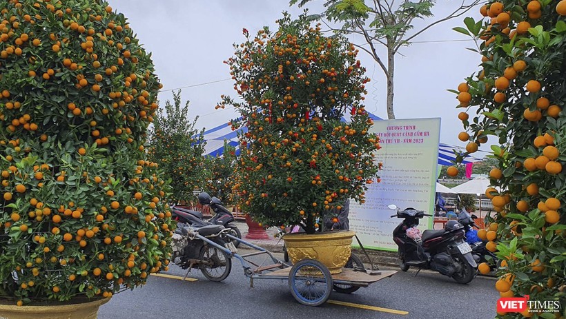 Nhà vườn, nghệ nhân đưa quất cảnh đến tham dự "Ngày hội quất cảnh" ở Hội An