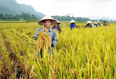 Trong số 63 nông dân xuất sắc năm 2016, có 49 là nam và 14 nữ- (Ảnh minh họa).