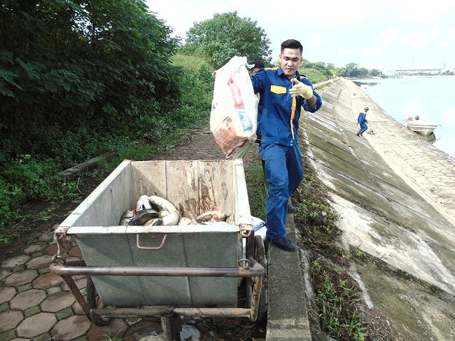 Công nhân Công ty môi trường đô thị đang thu gom cá chết đi tiêu hủy.