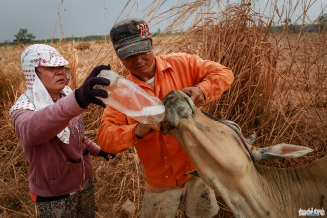 Vợ chồng ông Cao Xuân Thành và bà Lê Thị Cúc Phương (thôn Đoàn, xã Ia Lốp) cho con bò bị say nắng uống nước ngọt - Ảnh: Tiến Thành