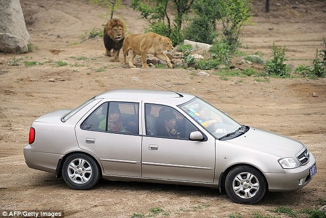 Công viên Badaling Wildlife World rộng khoảng 2.400 ha, cho phép du khách tự lái xe tham quan. Tuy nhiên, họ cảnh báo du khách không được rời xe trong bất cứ tình huống nào.