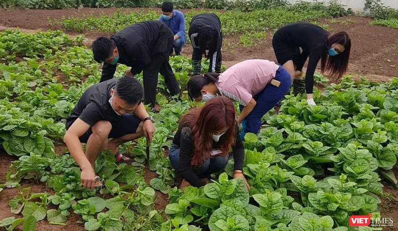 Vườn rau xanh mướt tại Trung tâm Bảo trợ xã hội II Hà Nội. Ảnh: Minh Thụy.