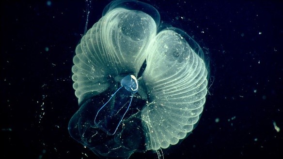 Con larvacean với chiếc máy lọc của mình. Ảnh: MBARI