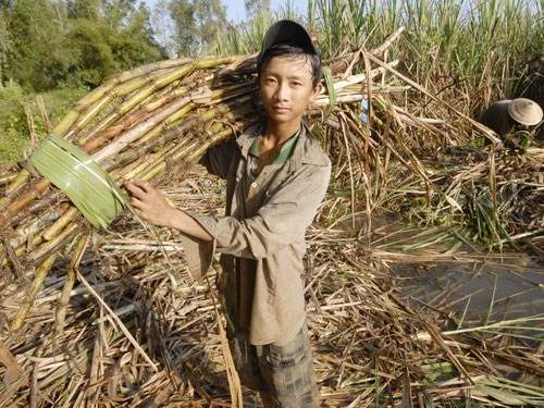 Người nông dân trồng mía đang thuộc nhóm nghèo khó nhất 