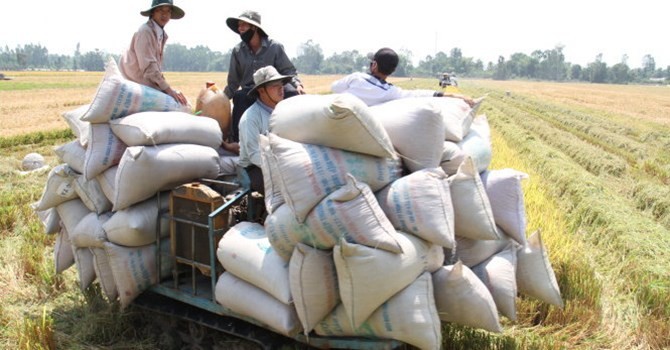 Thu hoạch lúa hè thu ở Giồng Riềng, Kiên Giang 