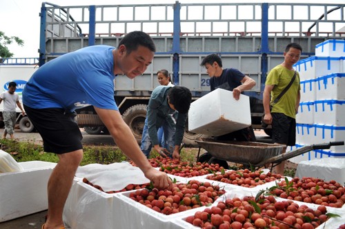 Bộ Công Thương dự báo giá vải thiều năm nay sẽ tương đương với 2014