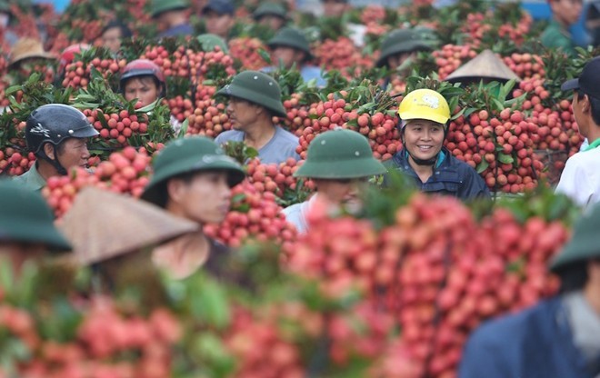 Hà Nội sẽ thực hiện "Giải cứu" vải thiều Hải Dương như chiến dịch giải cứu dưa hấu, hành tím của các tỉnh phía Nam trước đó