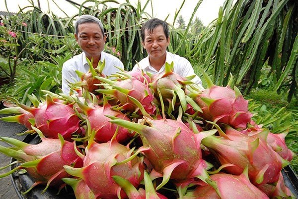 Thị trường xuất khẩu thanh long đóng băng do Trung Quốc phá giá đồng nhân dân tệ