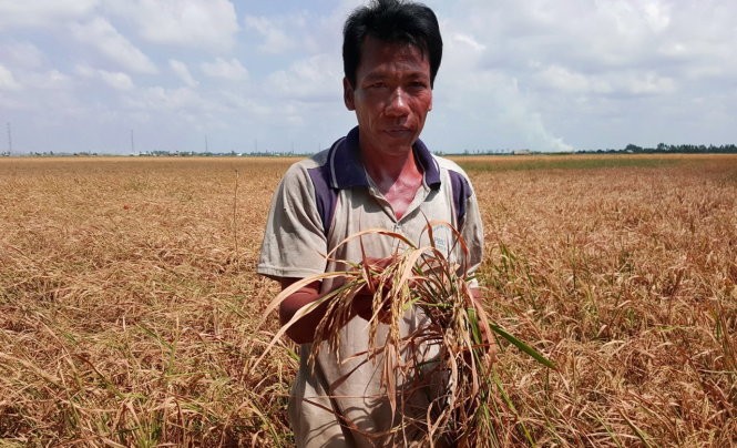 Ông Trương Văn Quý (huyện Vĩnh Thuận, Kiên Giang) trên ruộng lúa rộng 0,5ha lép hạt - Ảnh: K.Nam