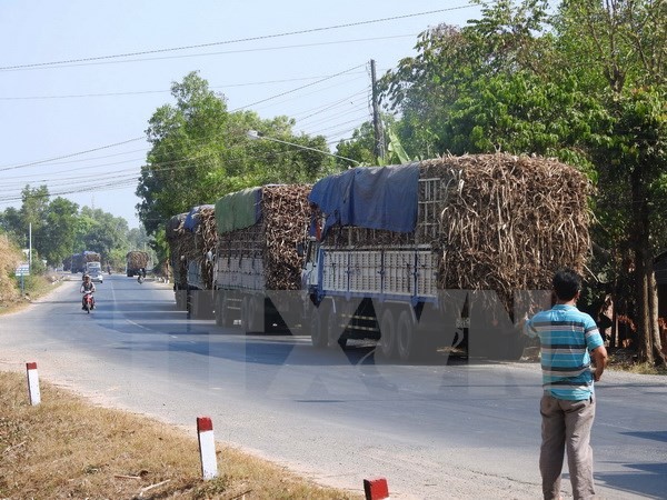 Một “cò canh đường” đang gọi báo động cho các tài xế xe chở mía trên đường Trần Văn Trà (địa phận xã Bình Minh, thành phố Tây Ninh ). (Ảnh: Thanh Tân/TTXVN)