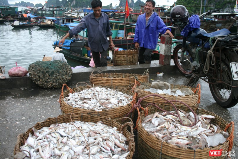 VASEP muốn Việt Nam "làm thực" Chương trình chống khai thác bất hợp pháp của EU (IUU). Ảnh: Quốc Dũng 